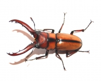 Prosopocoilus mohnikei
