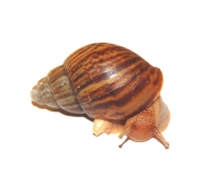 Achatina panthera