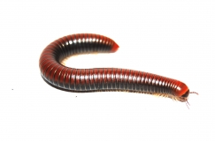 Millipede spec. T�rkei 2