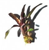 Neoregelia Spec. marmorata