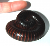 Archispirostreptus gigas DNZ Baby