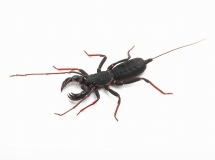 Geisselskorpion Mastigoproctus spec.