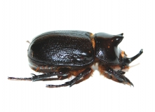 Cyphonistes vallatus septentrionalis Larve