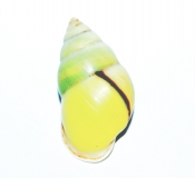 Amphidromus atricallosus