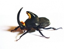 Diloboderus abderus