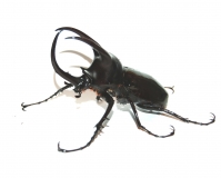 Chalcosoma moellenkampi Larve