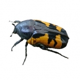 Gametoides sanguinolenta abessynica