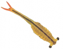 Streptocephalus sirindhornae