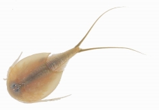 Triops longicaudatus