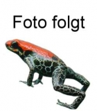 Ostracoda spec. EUROPA