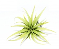 Tillandsia capitata GREY