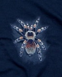 T-Shirt Brachypelma smithi