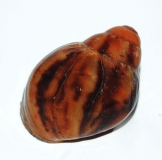 Archachatina marginata ovum M