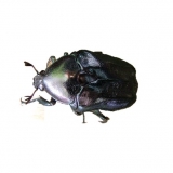 Protaetia pryeri akusekiana