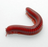 Centrobolus splendidus