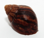 Achatina immaculata immaculata