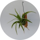 Tillandsia streptophyla