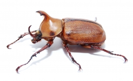 Golofa claviger